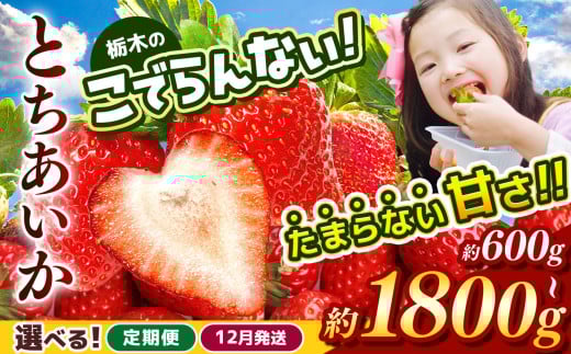 栃木のこでらんないイチゴ(とちあいか)約600〜1800g | 選べる 容量 発送時期 定期便 とちあいか いちご イチゴ おいしい フルーツ 栃木 日本一 高糖度 甘い 完熟 栃木県 真岡市 送料無料