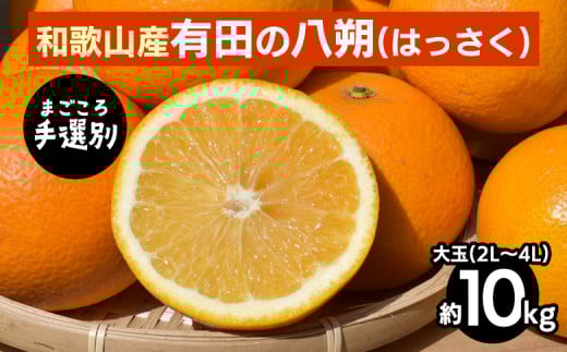【まごころ手選別】有田のはっさく・10kg大玉(2L～4L) ※2026年1月上旬～3月下旬頃に順次発送予定