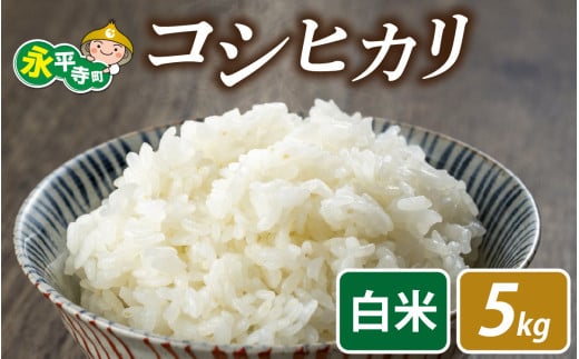【先行予約】永平寺町飯島産　コシヒカリ  【白米】５kg / ふるさと納税 米 5kg 福井県 永平寺町 の おいしい お米 発祥の地 こめ おこめ 白米 精米 国産 限定 ごはん ご飯 白飯 ゴハン あまみ ふるさと ランキング 人気 おすすめ 送料無料 産地直送 農家直送 福井県 永平寺 国産米 [B-074001]
