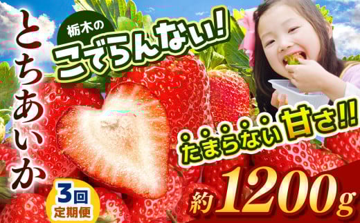 【定期便3回】栃木のこでらんないイチゴ（とちあいか） 約300g×4｜ とちあいか いちご イチゴ 栃木 日本一 高糖度 酸味が少ない 完熟 栃木県 真岡市 送料無料