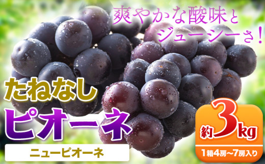 たねなし ピオーネ 約3kg 厳選館 《2025年8月下旬-10月中旬頃出荷》 和歌山県 日高川町 フルーツ ぶどう ピオーネ たねなし 3kg 和歌山県産 送料無料【配送不可地域あり】