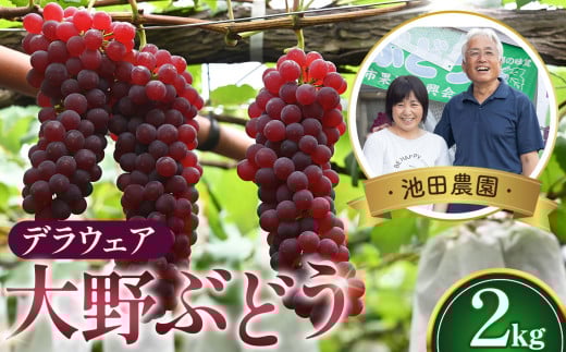 No.250 【人気につき100セット限定】池田農園の大野ぶどう(デラウェア)約2kg / 葡萄 ブドウ 高糖度 大阪府 特産品 1334834 - 大阪府大阪狭山市