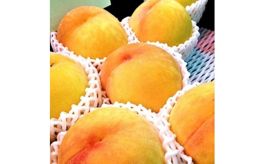 南信州産 黄桃 約3kg | 果物 くだもの フルーツ 柿 桃 もも 黄桃 ジューシー 長野県 信州 南信州 飯田市