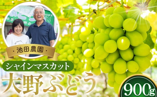 No.251 【10セット限定】池田農園の大野ぶどう(シャインマスカット)約900g / 葡萄 ブドウ 高糖度 大阪府 特産品 1334835 - 大阪府大阪狭山市