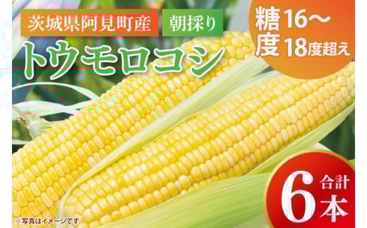 【先行予約 6月下旬から順次配送】トウモロコシ6本入　黄6入【新鮮 野菜 甘い とうもろこし 玉蜀黍 茨城県 阿見町産】(73-01)