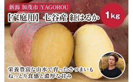 【2025年先行予約】【家庭用】紅はるか 1kg（A品・B品混在） 新潟県加茂市七谷産 さつまいも《11月下旬〜順次発送》 サツマイモ お芋 焼き芋 スイートポテト 野菜 根菜 低温熟成 加茂市 YAGOROU ヤゴロウ