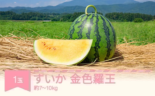 すいか 金色羅王（7～10kg) 秀品  1玉 令和7年産 2025年産 スイカ  果物  no-sukrx7 2089150 - 山形県村山市