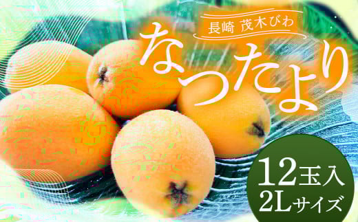 長崎 茂木びわ 『なつたより』 2L 計12玉 【2025年5月上旬～6月下旬迄発送予定】  びわ 枇杷 ビワ 長崎びわ