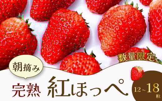 【先行受付・数量限定】朝摘み完熟☆紅ほっぺ いちご 果物 イチゴ 12～18個（400ｇ～600ｇ）  三原いちご園 041001