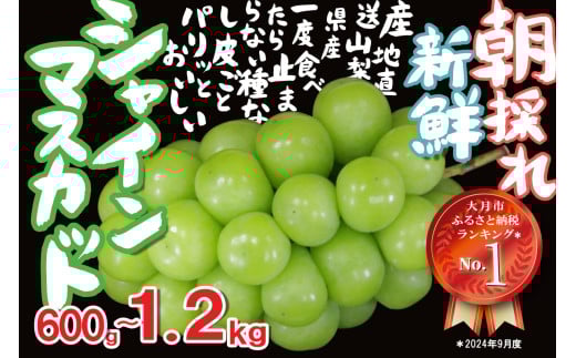 【2025年収穫分先行予約】 シャインマスカット 1.2kg ＼山梨県産 国産 ／ 特選 おすすめ 人気 予約 ギフト 産地直送 ぶどう 葡萄 果物 フルーツ くだもの シャイン マスカット お届け 贈答 新鮮 さんちゃんファーム