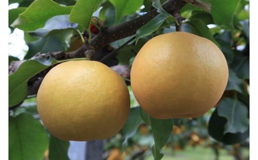 【先行予約】数量限定 鳥取県産梨 新興（しんこう） 5kg（10～12玉）
