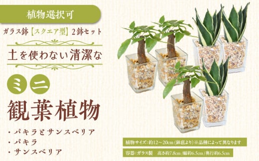 [種類選択可][観葉植物]土を使わないで清潔なミニ観葉植物 ゼオライト植え・ガラス鉢 スクエア形 2鉢セット(パキラとサンスベリア)|観葉植物 インテリア 部屋 おしゃれ 福岡県筑前町 送料無料
