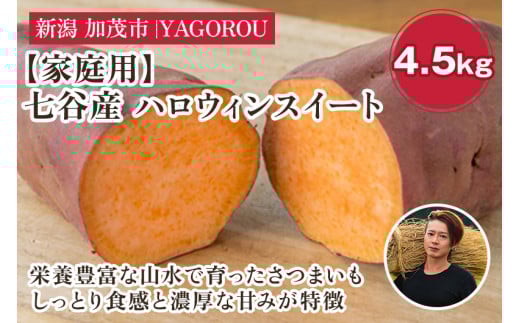 【2025年先行予約】【家庭用】ハロウィンスイート 4.5kg（A品・B品混在） 新潟県加茂市七谷産 さつまいも《10月下旬〜順次発送》 サツマイモ お芋 焼き芋 スイートポテト 野菜 根菜 低温熟成 加茂市 YAGOROU ヤゴロウ