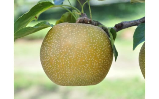 【先行予約】数量限定 鳥取県産梨 秋甘泉（あきかんせん） 5kg（8～12玉）