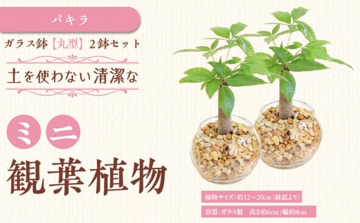 【観葉植物】土を使わないで清潔なミニ観葉植物 ゼオライト植え・ガラス鉢 丸形 2鉢セット（パキラ）｜観葉植物 インテリア 部屋 おしゃれ 福岡県筑前町 送料無料 2081632 - 福岡県筑前町
