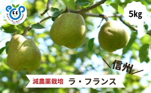 HF41-25A 【信州松川町産】 洋梨ラ・フランス 約5kg ／ 10月下旬発送開始予定 / 長野県 南信州  減農薬栽培 なし ナシ 洋梨 ラフランス エコファーマー認証 農家支援 HF