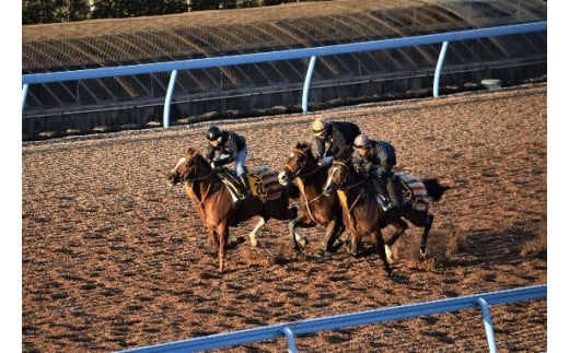 令和７年６月４日（水）開催　美浦村体感 トレセン調教見学付き村内ツアーと特産品（お米１０ｋｇ）
