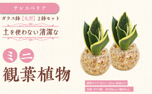 【観葉植物】土を使わないで清潔なミニ観葉植物 ゼオライト植え・ガラス鉢 丸形 2鉢セット（サンスベリア）｜観葉植物 インテリア 部屋 おしゃれ 福岡県筑前町 送料無料 2081633 - 福岡県筑前町
