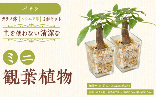 【観葉植物】土を使わないで清潔なミニ観葉植物 ゼオライト植え・ガラス鉢 スクエア形 2鉢セット（パキラ）｜観葉植物 インテリア 部屋 おしゃれ 福岡県筑前町 送料無料 2081634 - 福岡県筑前町