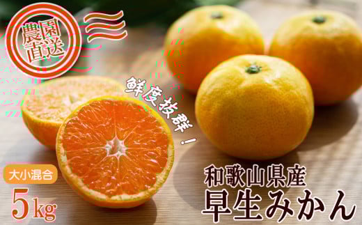 早生みかん 約5kg 大小混合 《ご家庭用》 和歌山県産 農園直送 まごころ産直みかん 【北海道・沖縄県・一部離島 配送不可】ちょっと訳あり ミカン 蜜柑 温州みかん わけあり 訳アリ ［Mg14］ 2100647 - 和歌山県和歌山市
