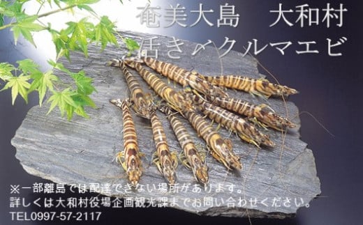 いわさき活〆冷凍車海老（９００ｇ、３０～４０尾入り）