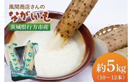 風間商店さんのながいも 約5kg(10～12本)｜ながいも いも 芋 長芋 野菜 やさい 人気 美容 健康 腸活 味噌汁 天ぷら 茨城県 行方市 行方市産(HO-2) 2104017 - 茨城県行方市