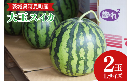 【先行予約】【6月中旬～7月末まで発送】茨城県産大玉すいか2玉（Lサイズ）【吉田農園】【スイカ 西瓜 2玉 先行予約 6月 果物 フルーツ 国産 阿見町 甘い】(21-01-1)