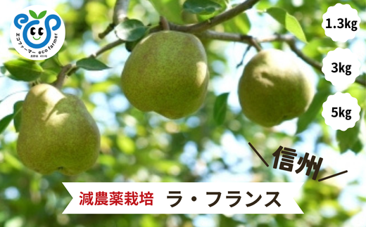 [信州松川町産] 洋梨ラ・フランス 約1.3kg〜約5kg / 10月下旬発送開始予定 / 長野県 南信州 減農薬栽培 なし ナシ 洋梨 ラフランス エコファーマー認証 農家支援 HF