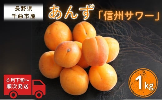 【2025年先行予約】あんず 信州サワー(長野県オリジナル品種) 約1kg 杏子 アプリコット 千曲市産 長野県 信州 2037663 - 長野県千曲市