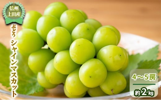 【信州上田産】 ぶどう シャインマスカット 4～5房 約2kg 葡萄 ブドウ マスカット 2kg 果物 くだもの フルーツ デザート 旬の果物 旬のフルーツ 長野県 長野[№5312-1354]