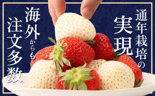 【受注後、随時発送！】【北海道産】ゆきいちご（紅ほっぺor恋みのり） ２Pセット 各250g×２ 計500g