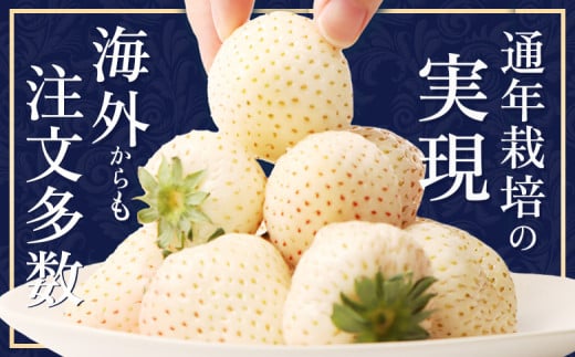 【北海道産】ゆきいちご（白いちご）2Pセット 250g×2 計500g