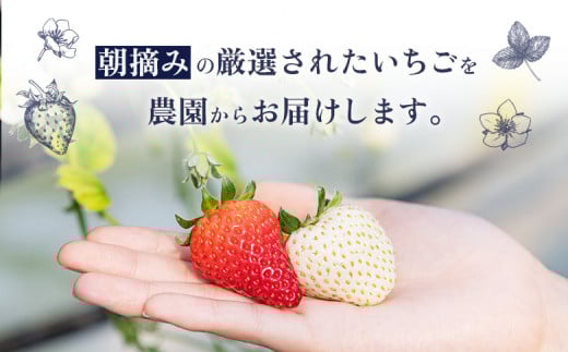 【受注後、随時発送！】【北海道産】ゆきいちご（紅ほっぺor恋みのり） ２Pセット 各250g×２ 計500g