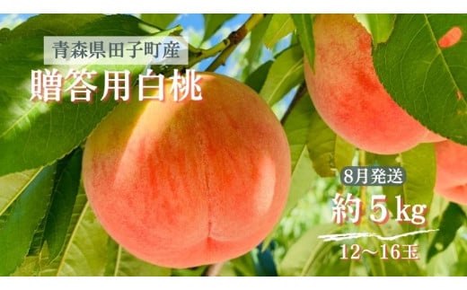 [贈答用] 田子町産白桃 約5kg(12〜16玉) 8月出荷