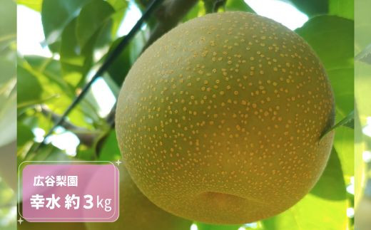 幸水 約3kg / 広谷梨園 / 梨 なし 果物 230576 - 千葉県四街道市