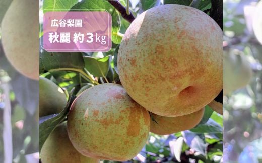 秋麗 (しゅうれい) 約3kg / 広谷梨園 / 青梨 梨 なし 希少品種 果物