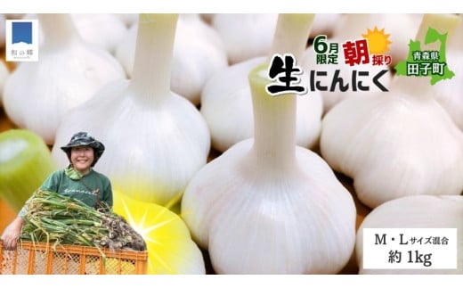 令和7年産朝採り直送!田子(たっこ)生にんにく約1kg(青森県田子町産にんにくM〜Lサイズ混合)