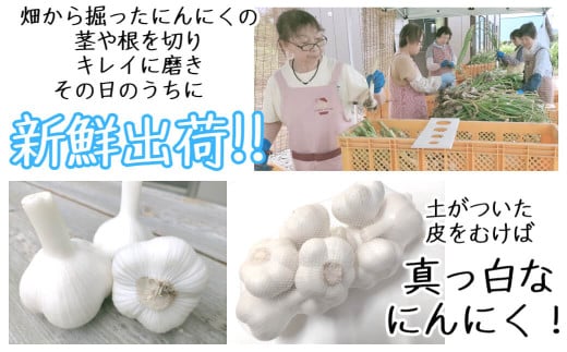 令和7年産朝採り直送!田子(たっこ)生にんにく約3kg(青森県 令和7年産朝採り直送!田子(たっこ)生にんにく約3kg(青森県