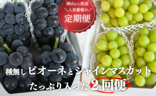 KF-T005【きよとうファーム】ピオーネとシャインマスカット、たっぷり2kgの2回便！(定期便) (岡山県産) 338643 - 岡山県真庭市