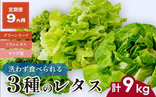【定期便9ヵ月】 ＜洗わず食べられる・室内水耕栽培＞ レタス3種 1回1kg(500g×2袋)×9ヵ月 | レタス 野菜 大容量 新鮮レタス オーガニック野菜 無農薬 野菜直送 フレッシュ サラダ サラダ用野菜 健康志向 こだわり フレッシュ 産地直送 食品ギフト セット 緑黄色野菜 新鮮 安心野菜 旬 低カロリー レタスボウル カロテン 定期便 スマイル農場 埼玉県 東松山市 2101678 - 埼玉県東松山市