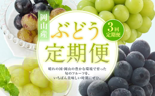 【3回定期便】 マスカットオブアレキサンドリア ニューピオーネ 晴王 【2025年7月上旬より順次発送開始】 葡萄 ブドウ ぶどう フルーツ 果物 ギフト 国産 岡山県産