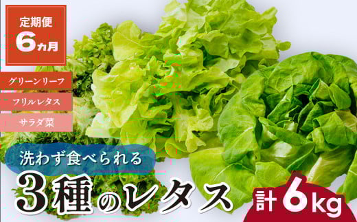 【定期便6ヵ月】 ＜洗わず食べられる・室内水耕栽培＞ 3種のレタス 1回1kg(500g×2袋)×6ヵ月 | レタス 野菜 大容量 新鮮レタス オーガニック野菜 無農薬 野菜直送 フレッシュ サラダ サラダ用野菜 健康志向 こだわり フレッシュ 産地直送 食品ギフト セット 緑黄色野菜 新鮮 安心野菜 旬 低カロリー レタスボウル カロテン 定期便 スマイル農場 埼玉県 東松山市 2101677 - 埼玉県東松山市