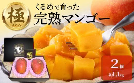 極　完熟マンゴー（2玉：約1.1kg）_完熟マンゴー 2玉 約 1.1kg 久留米産 平均糖度 17度～18度 完熟 マンゴー 2026年 6月下旬より 順次お届け 国産 フルーツ トロピカルフルーツ 果物 デザート 冷蔵 クール便 お取り寄せ お取り寄せフルーツ 福岡県 久留米市 送料無料_Fm018