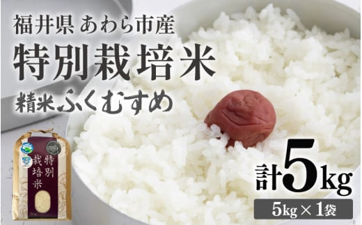 【先行予約】【令和7年産】化学肥料不使用 特別栽培米 ふくむすめ 精米 5kg / 白米 米 福井県あわら市産 美味しい 特別栽培米 減農薬 安心な米 旨味 甘み もっちり 冷蔵保管米 ※2025年9月下旬より順次発送 [aw010-a011]
