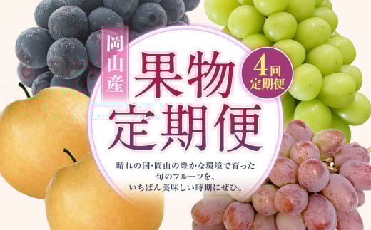 【4回定期便】 ニューピオーネ 晴王 紫苑 あたご梨 【2025年9月上旬より順次発送開始】 梨 葡萄 ブドウ ぶどう フルーツ 果物 ギフト 国産 岡山県産