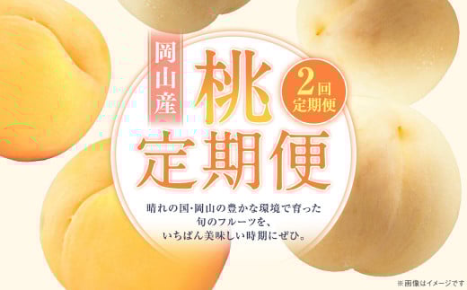 【2回定期便】 桃 （白桃・黄金桃）【2025年7月上旬より順次発送開始】 もも フルーツ 果物 くだもの ギフト 白桃 黄金桃 国産 岡山県産