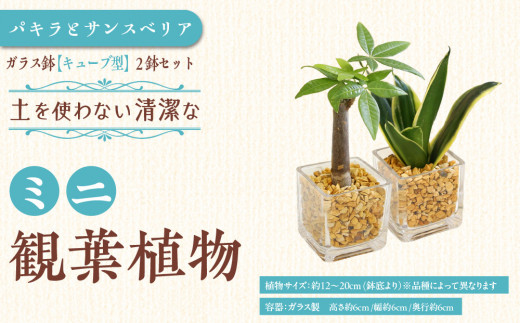 【観葉植物】土を使わないで清潔なミニ観葉植物 ゼオライト植え・ガラス鉢 キューブ形 2鉢セット（パキラとサンスベリア）｜観葉植物 インテリア 部屋 おしゃれ 福岡県筑前町 送料無料 2081636 - 福岡県筑前町