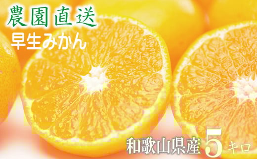 早生みかん 約5kg 大小混合 《ご家庭用》 和歌山県産 農園直送 まごころ産直みかん 【北海道・沖縄県・一部離島 配送不可】ちょっと訳あり ミカン 蜜柑 温州みかん わけあり 訳アリ ［Mg14］