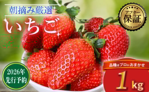 【2026年2月より発送】 【先行予約】 品種おまかせいちご 1000g  1kg  新鮮 産地直送 朝摘み 厳選 アフター 保証 付き いちご 苺 フルーツ 果物 くだもの 品種おまかせ おまかせ とちおとめ やよいひめ おいCベリー かおり野  スターナイト お菓子 デザート スイーツ 千葉県 旭市 滑川いちご園 nmi002