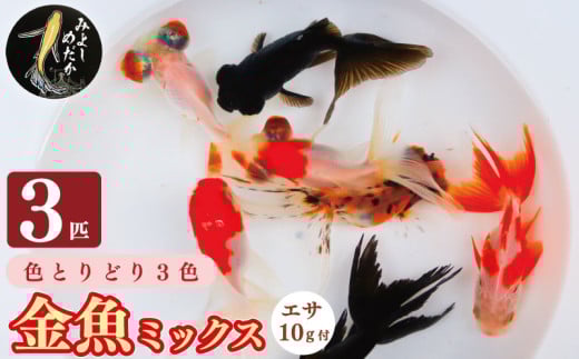 金魚 3色 ミックス 3匹 エサ付き リュウキン 出目金 琉金 デメキン キンギョ 魚 生体 観賞用 ペット 観賞魚 かわいい 母の日 父の日 プレゼント ギフト 贈り物 贈答 徳島県 三好市 みよしめだか